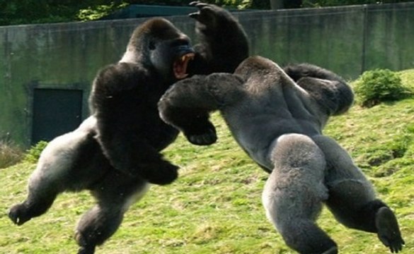 Cenas De Risco E Brigas Com Gorilas