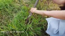 Wow!! Brave Girl Find and Catch Snake In Hole By Digging - How To Dig and Catch Snake in Cambodia