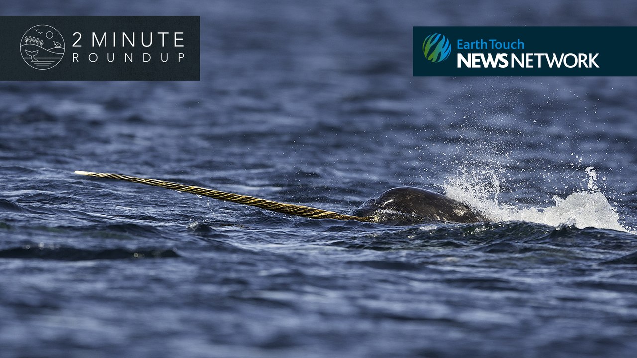 Giant tree rats, a ‘mystery’ sea creature & a jaguar’s caiman catch