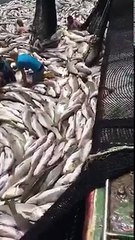 Strange phenomenon a lot of Fish swim ashore