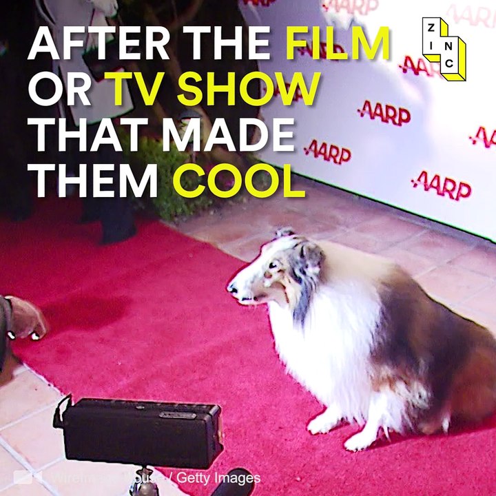 Animal Fashion