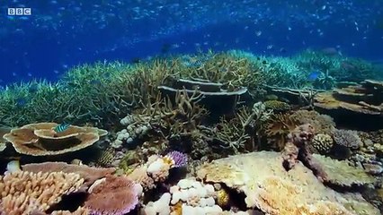 Blue Planet II - The Prequel