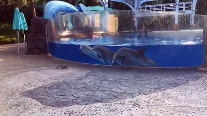 Des dauphins fascinés par des écureuils qui trainent devant le bassin