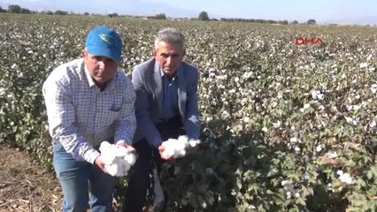 Manisalı Üreticiler 'Beyaz Altın'a Yöneldi