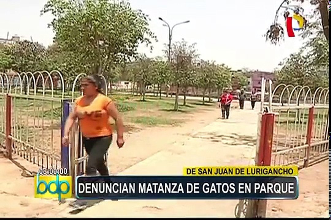 SJL: vecinos indignados por matanza de gatos en parque