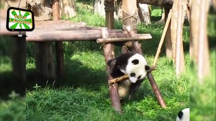 Funny Pandas Epic Laughs