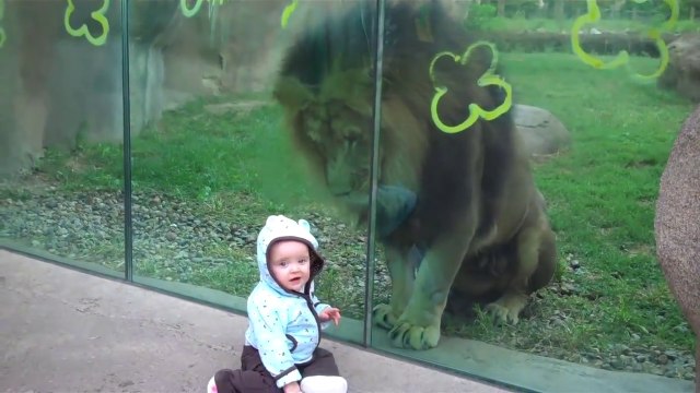 Lioness tries to eat baby at the zoo.