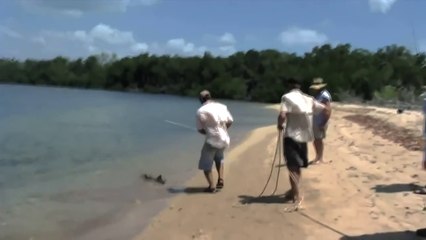 CROCODILE TRIES TO EAT SHARK