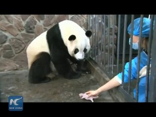 Giant panda cub dies 5 days after birth