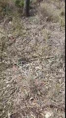 Eastern Brown Snake Brisbane