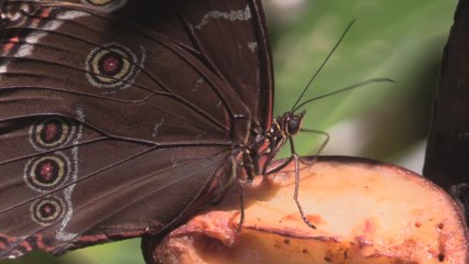 La "Casa de las Mariposas" encuentra su baluarte en la amazonía peruana