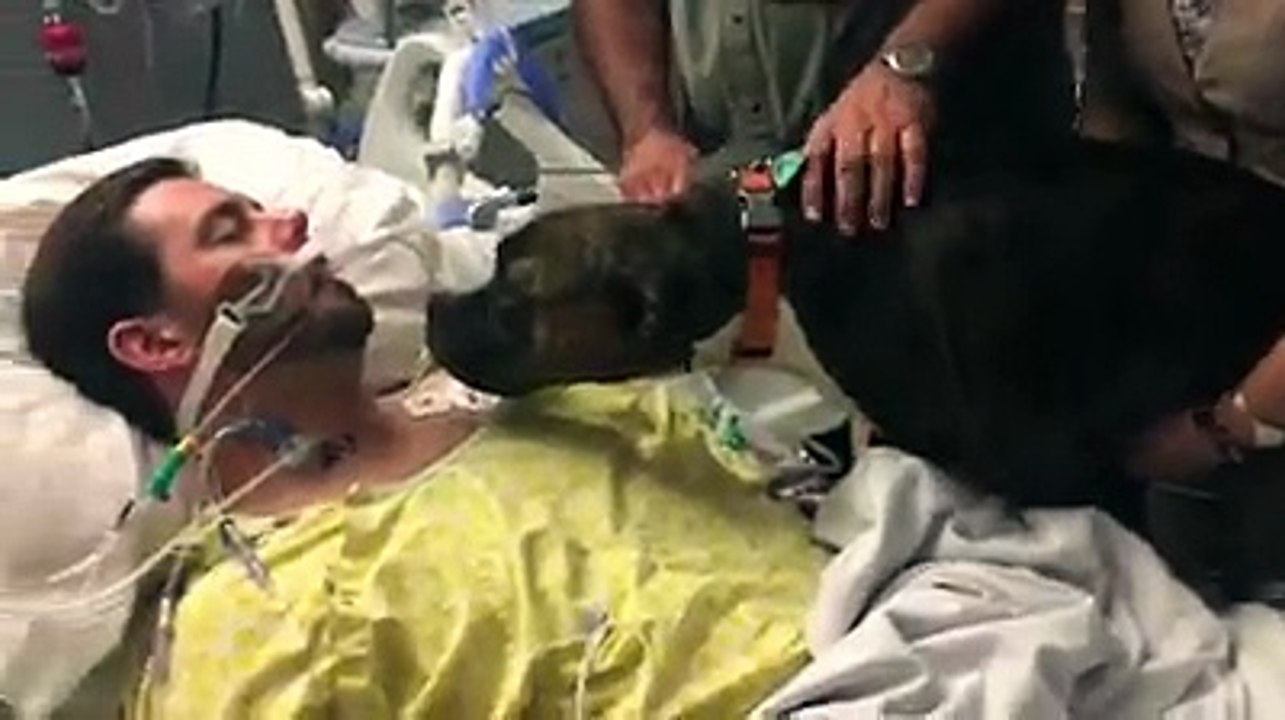 La vidéo la plus touchante de l’année : une chienne dit à dieu à son maître dans le coma. Découvrez l’inimaginable !