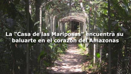 La "Casa de las Mariposas" encuentra su baluarte en el corazón del Amazonas