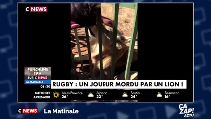 Un joueur de rugby mordu par un lion !