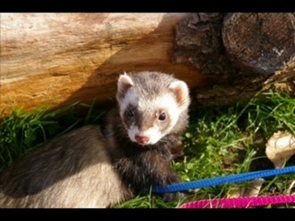 Mes fufus en balade novembre 2007