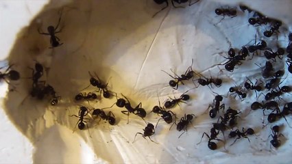 Переселение муравьёв Messor structor (Resettlement of ants Messor structor)