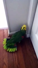 Quelle blague a bien pu causer le fou rire de ce perroquet ?