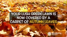 What to do with those fallen autumn leaves