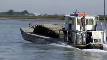 Framboise, gingembre, muscat... Un ostréiculteur lance des huîtres parfumées