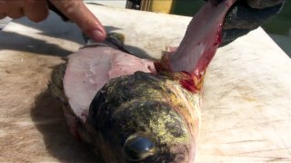 How to Fillet Fish - Freshwater