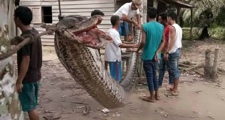 Hindistanlı Bir Adam, 7 Metrelik Pitonu Tek Başına Öldürdü!