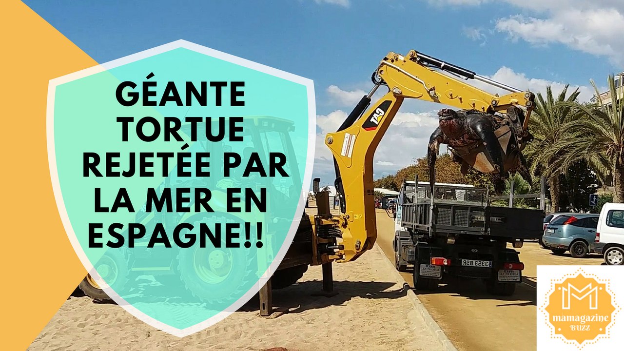 Géante tortue rejetée par la mer en Espagne!!