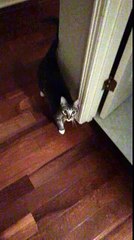 My Cat Likes to Race Me Up Stairs