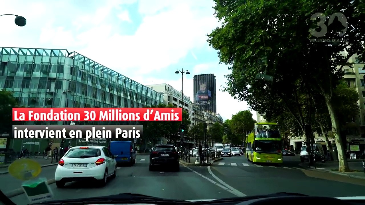 Ils sauvent 130 chats qui vivaient dans un 20m² insalubre