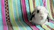 BudgetBunny: 20 Fun Fs About Rabbits