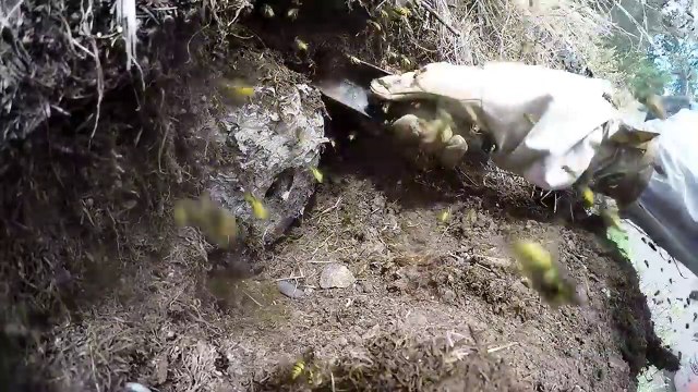 Il déterre un nid de guêpes souterrain. Impressionnant!