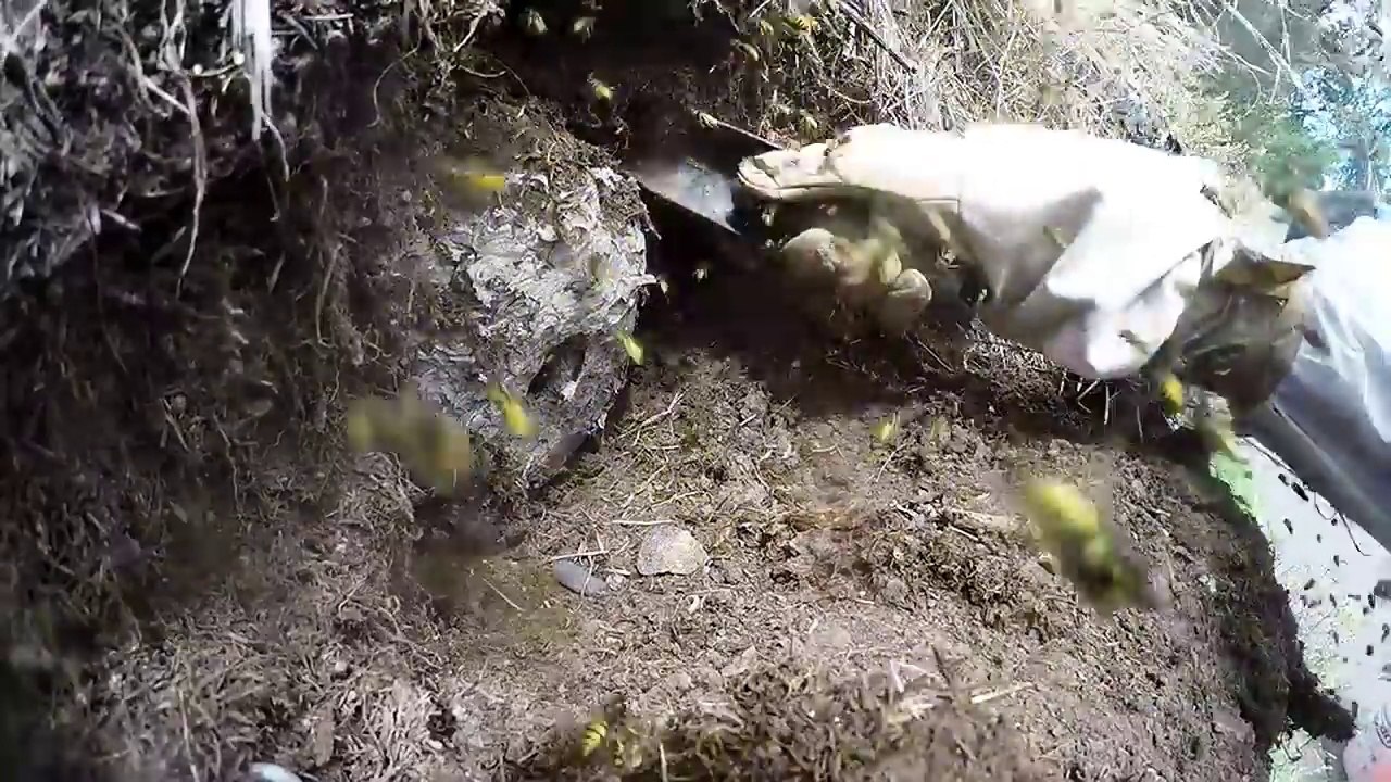 Il déterre un nid de guêpes souterrain. Impressionnant!