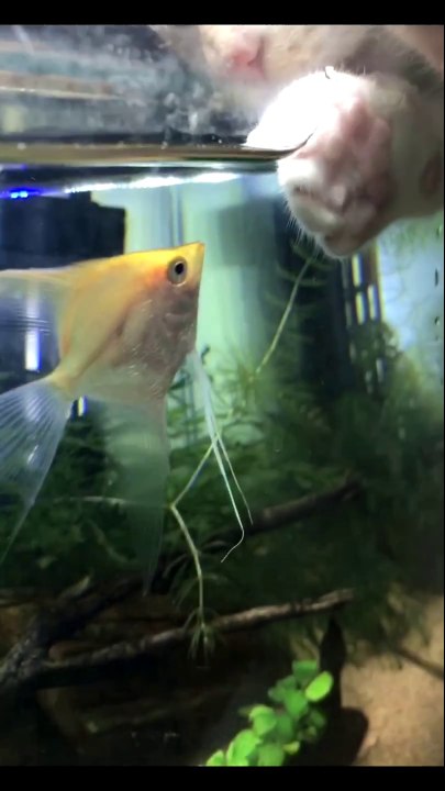 Ce chat fait des bisous au poisson dans l'aquarium... Adorable