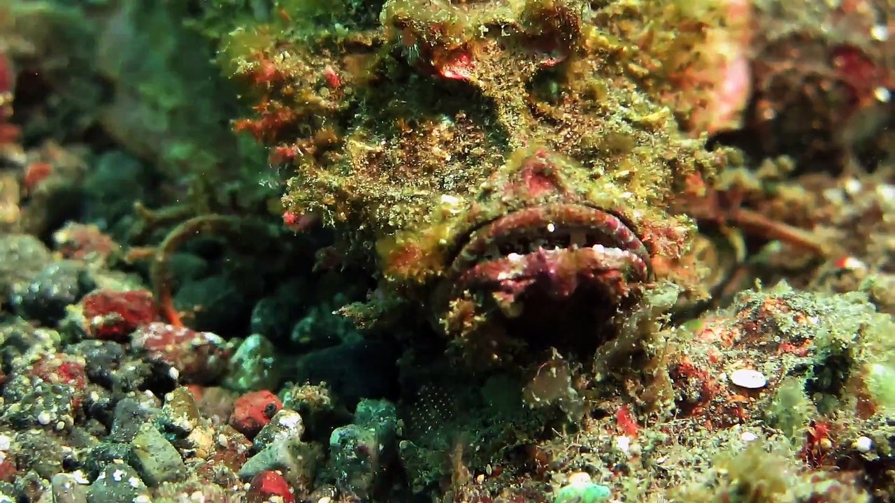 Ce poisson est surnommé la rascasse démon et on comprend pourquoi...