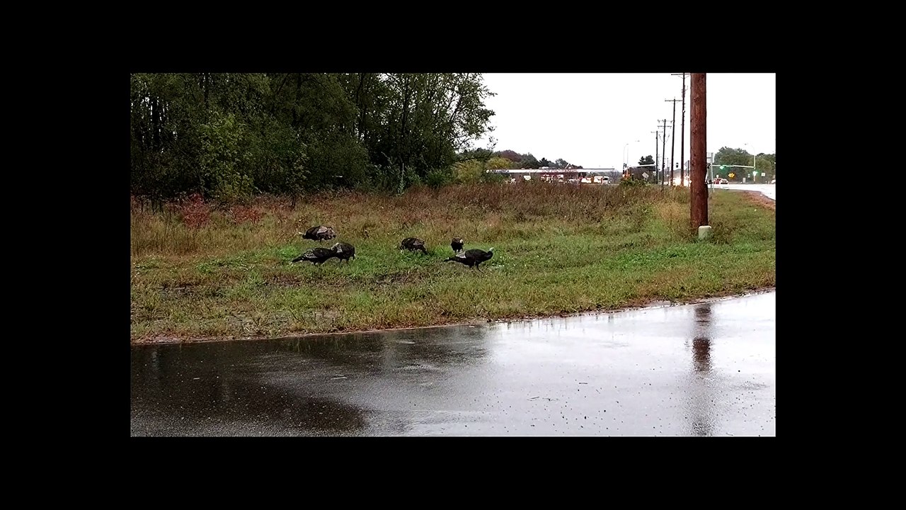 Turkey Sighting