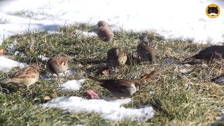 ENTERTAINMENT VIDEO FOR CATS. Winter Birds #3. Mourning Doves, House Finch, Sparrows, Cardinals.