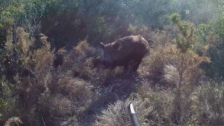 tir d'un sanglier à 1 metre