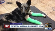 Ranger finds injured dog left at Lost Dutchman State Park
