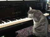 Una gatta che suona il pianoforte