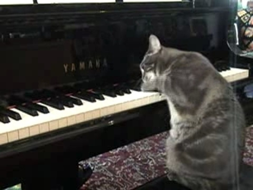 Una gatta che suona il pianoforte