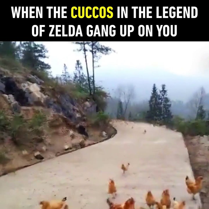 Chicken attack is legit