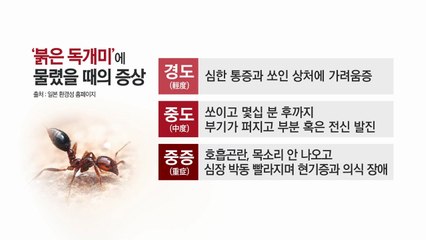 '붉은 독개미'에 물렸다면?...증상과 대처법 / YTN