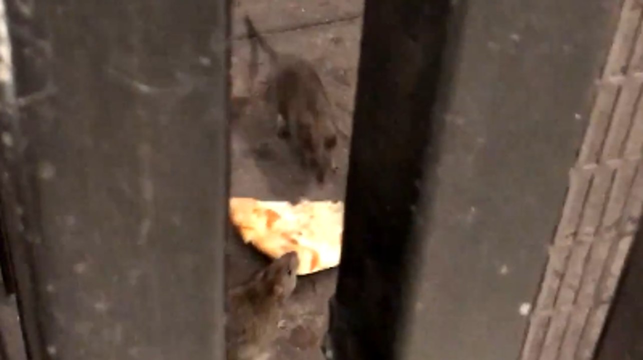 Hungry Rats Fight Over Pizza