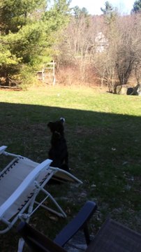 Ce chien confond la lune avec sa balle... Trop mignon