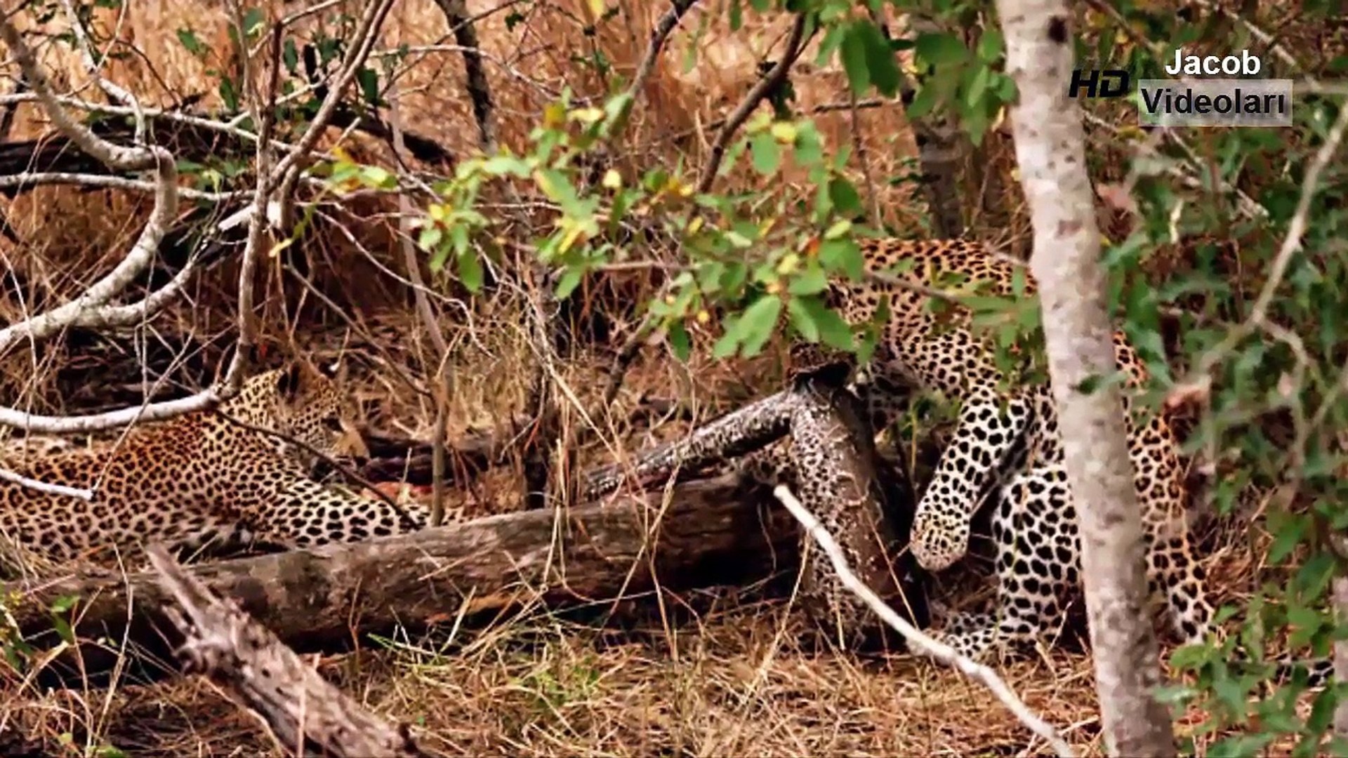 LEOPARD vs PORCUPİNE  Real Fight  Jaguar Crocodile Python Snake Mongoose Lion Elephant Rhino