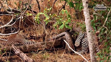 LEOPARD vs PORCUPİNE  Real Fight  Jaguar Crocodile Python Snake Mongoose Lion Elephant Rhino