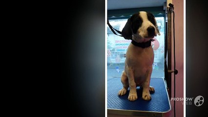 Dog Groomers Wiltshire