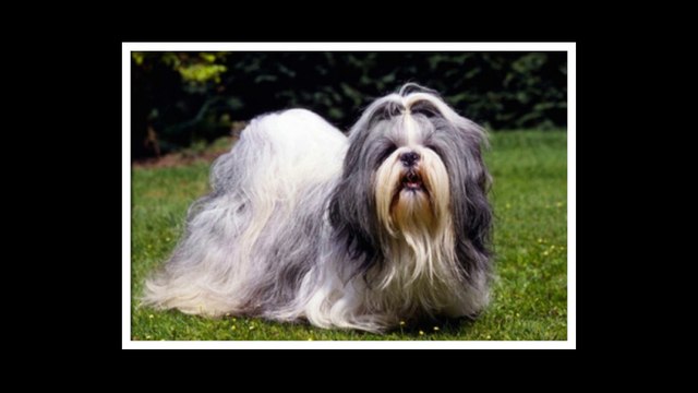 Shih Tzu dogs - You will be to buy them right now when you watch this video