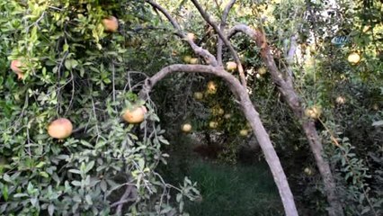 Eko Dede 20 Yıldır Doğal Nar Yetiştirmenin Yolunu Arıyor