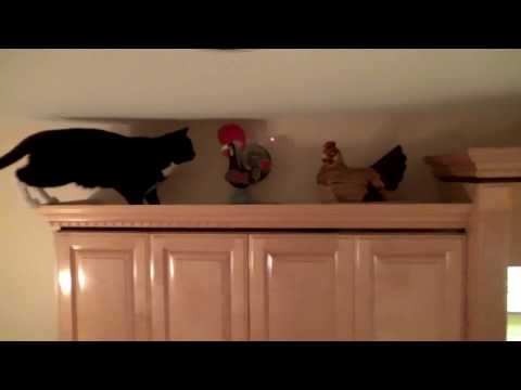 This Cat Really Wants to Catch This Laser