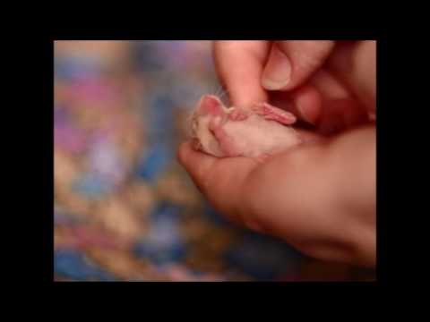 Time for Tickles With This Tiny Mouse